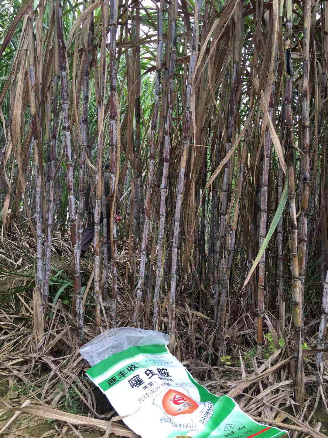 產品效果