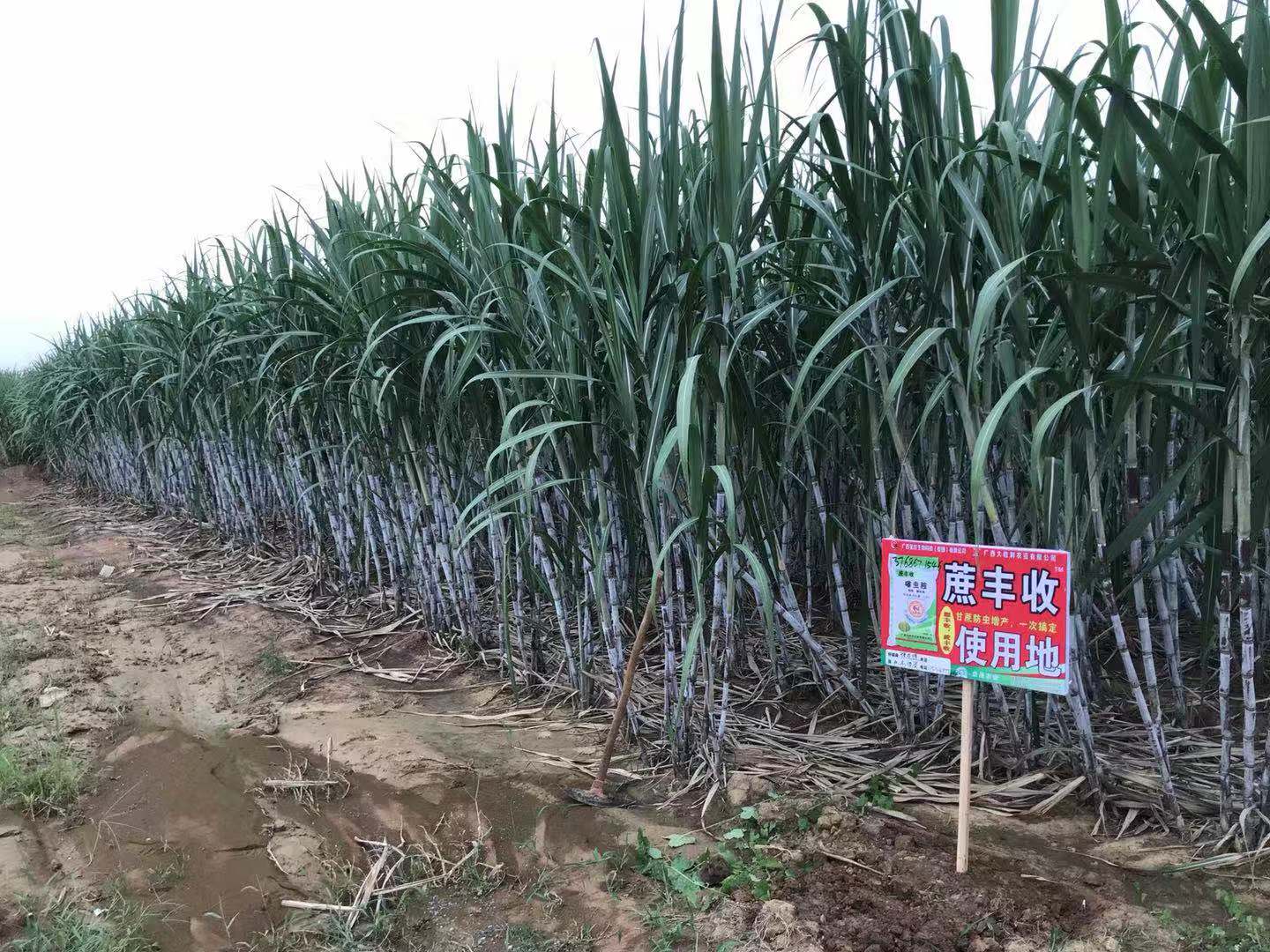 產品效果